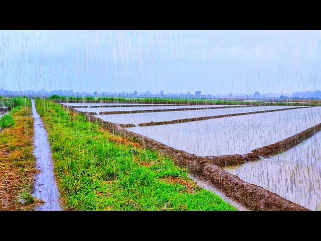 Heavy rain in my village almost every day, walking to see the view of the houses in my village.