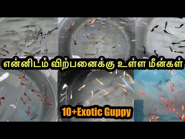 என்னிடம் விற்பனைக்கு உள்ள மீன்கள்|Erode|Guppy|All In Our Fishes|Sales |Aquarium#petslovechannel