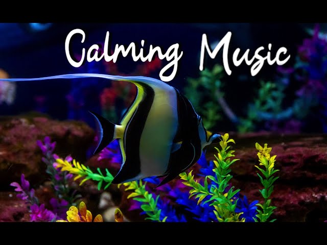 Calming Music & Peaceful Aquarium Ambience