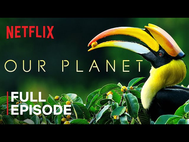 Our Planet | Forests | FULL EPISODE | Netflix