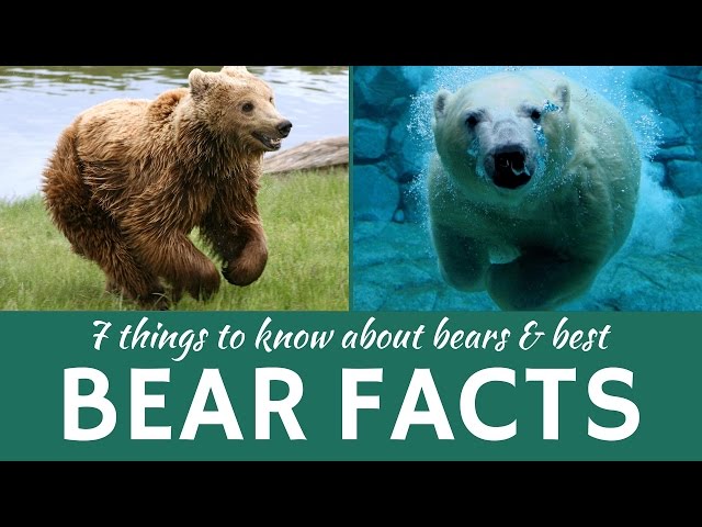 Bears: 7 Facts about Wild Predators (Grizzly, Brown and Polar Bear)