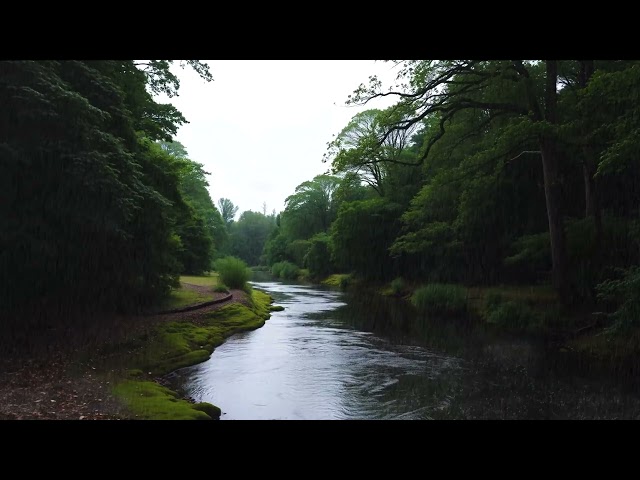 Fall Asleep with Heavy Rain Sound at Nature Forest - 99% Instantly Sleep for Insomnia