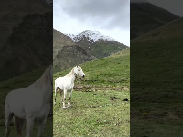 Horse at Juta trekking