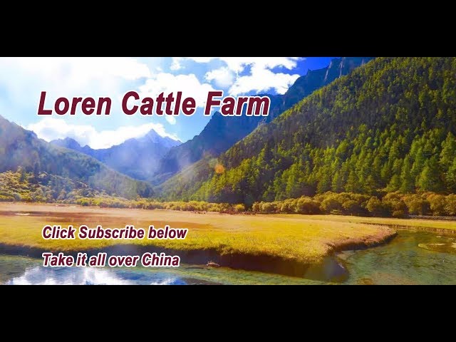 VR on road ‖ Sichuan,China ‖  Loren Cattle Farm：The Best Place to Watch Three Snow Mountains in Aden