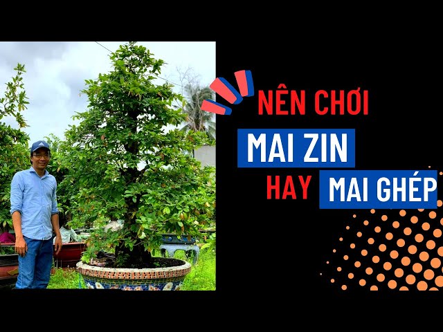 Nên chơi Mai Zin hay chơi Mai Ghép?