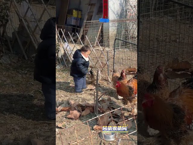 Little breeder, he is small but brave, he has never been pecked by a rooster, how healing can sm