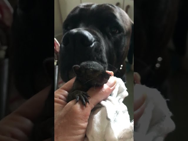 Gentle Giant ,mastiff  cross cane corso meets baby squirrel . #squirrel #mastiff #cute