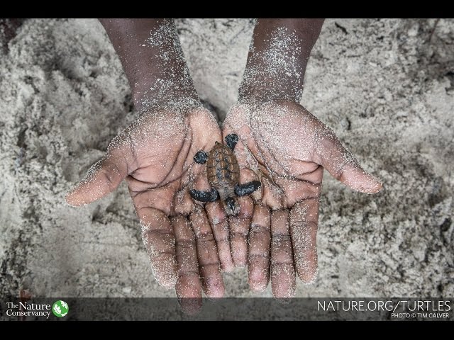 A Day in the Life of a Baby Sea Turtle (360° Video)