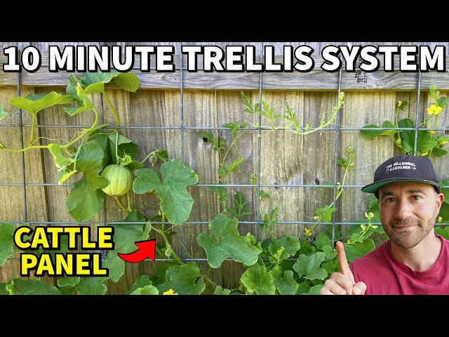 Turn Your Fence Into A CATTLE PANEL TRELLIS In 10 Minutes!