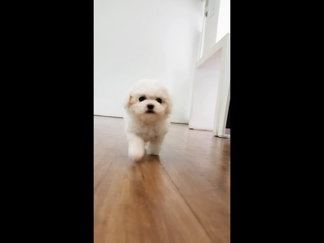 Teacup bichon frise is so cutest puppy and lovely video - Teacup puppies KimsKennelUS