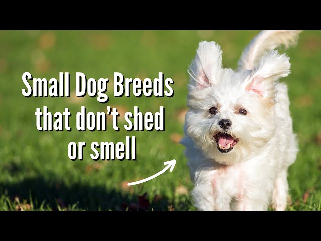 The Best Small Dog Breeds That Don't Shed OR Smell!