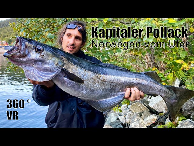 Kapitaler Pollack vom Ufer Norwegen - Big Pollock Norway 360 VR