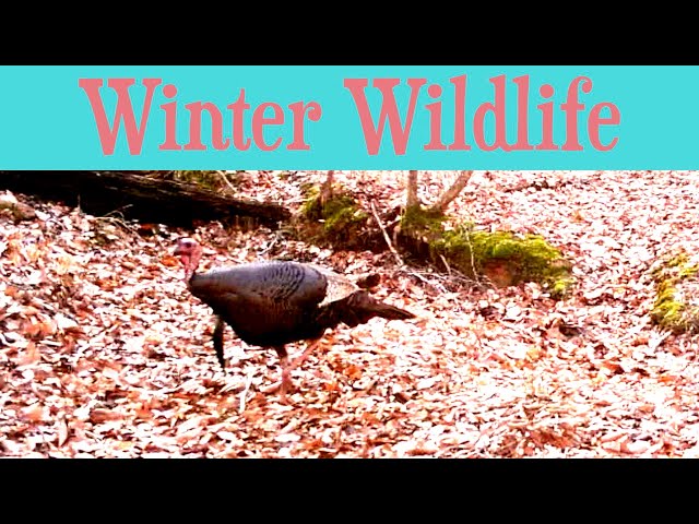 Trail Cam in Winter | How Many Types of Animals Can You Spot?