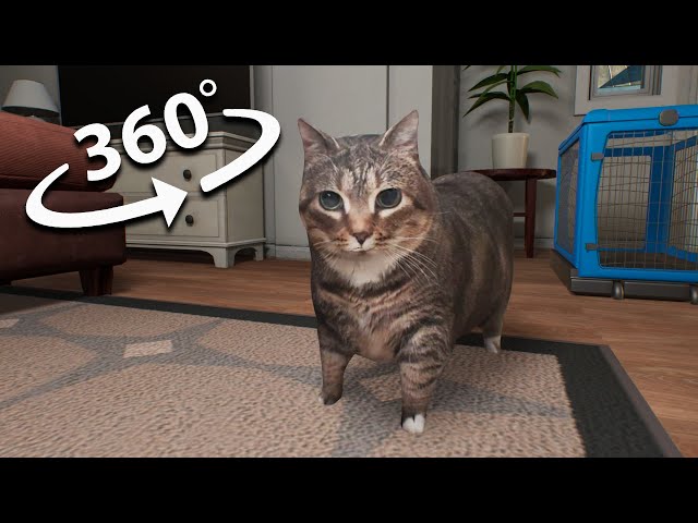 U II A IO UI A I O xCat Movie Compilation! 360° VR