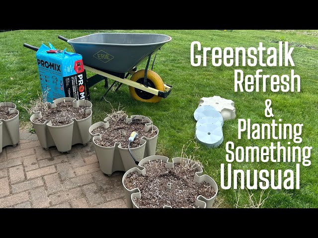 How to Re-use Soil in a GREENSTALK or Container (and planting something a little Unusual!)