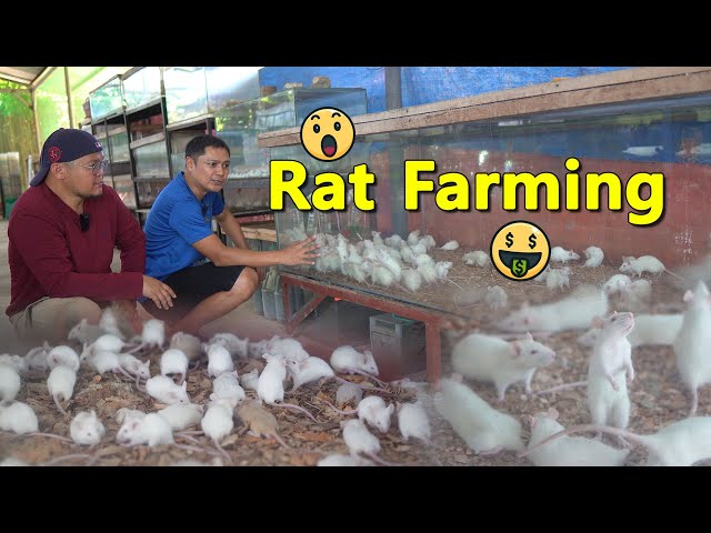 Rat Farming Magandang Negosyo