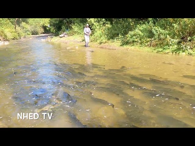 Salmon Run with Fishing at Bowmanville 2024! #salmonrun #nature #fishing