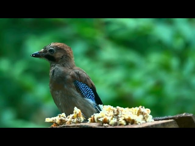 Relaxante Music de Piano et Ambiante avec des belles natures.