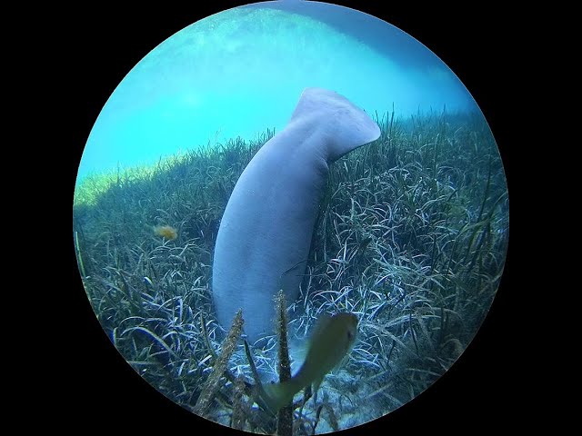 Silver Spring underwater Manatee Camera