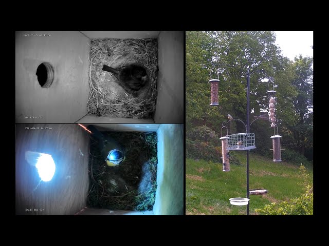 🔴 Live Bird Feeder Camera and Nest Box CCTV