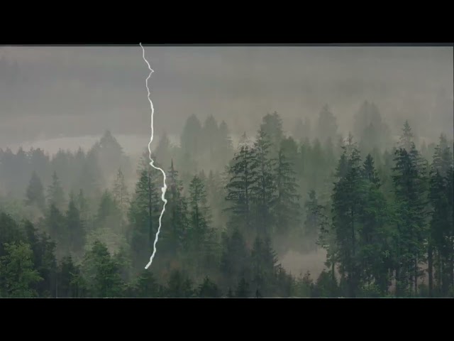 Forest dip into rain  With Thunder SoundsㅣHeavy Rain With Lightning  For Sleep, Study and Relaxation