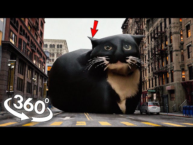 360° VR Maxwell the Cat found YOU in Real Life!