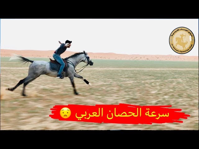 تعال شوف سرعة الحصان العربي - The speed of the Arabian horse