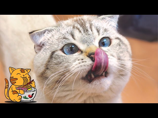 Hilarious Cat & Dog Reactions  Funniest Animal Videos! 🐱🐶😂