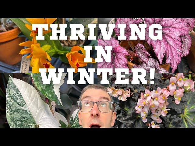 Winter Indoor Plants That Thrive!