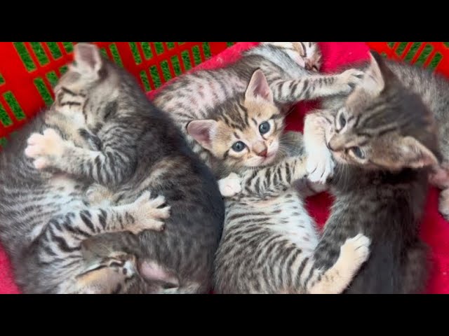 Adorable Meowing baby kittens learning to Crawl and Play! While a Mom Cat is keeping an Eye on them