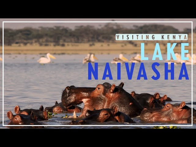 Exploring Lake NAIVASHA! Boating through Kenya's incredible WILDLIFE and NATURE!