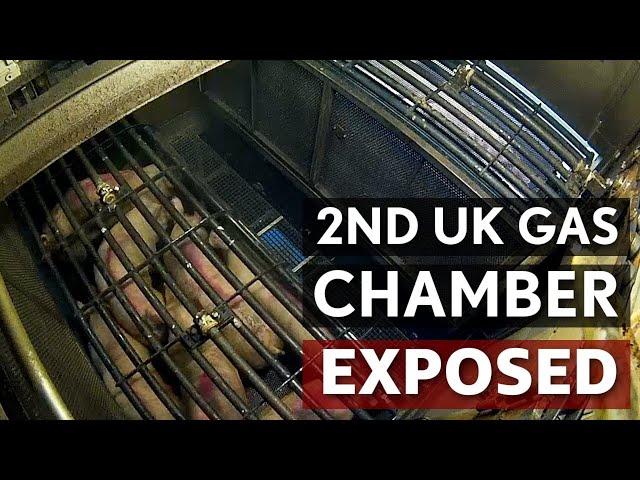 BREAKING: 2nd Pig Gas Chamber in UK History EXPOSED (Cranswick Foods)