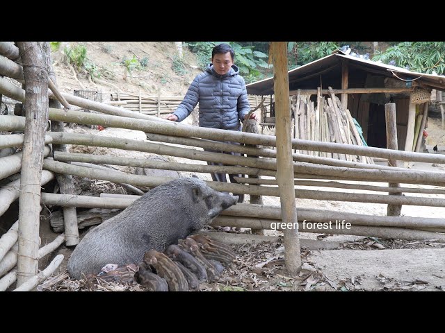 A wild sow just gives birth to many piglets. Robert | Green forest life