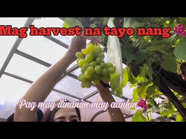 Samahan nyo akong mag harvest nang grapes ko guys😍🍇