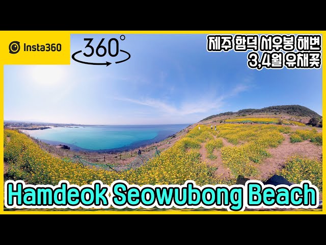 Insta360 One X 2 | Hamdeok Seowubong Beach with rape flowers in March 360 VR Tour | 5.7K