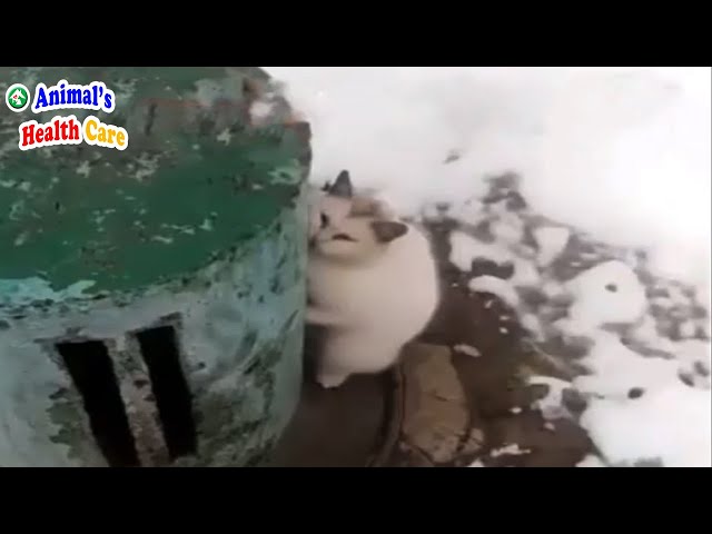 Poor Cat Tearfully Hugged the Chimney To Beg For Help