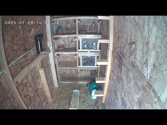 # Live from my cameras in my Pigeon loft Nature's beauty: Pigeons and Birds in Action