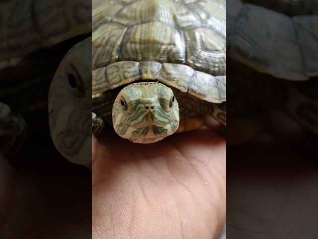 Turtle Vision: Daily Life of My Shelled Companion #shortvideo #shorts #turtle