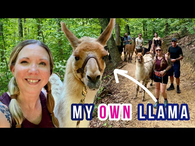 Hiking with Llamas in the Smoky Mountains  🦙 (Cosby, TN)