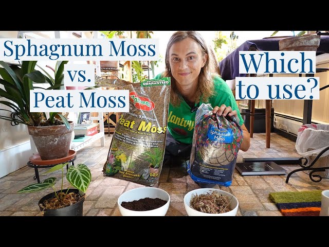 SPHAGNUM MOSS vs PEAT MOSS? Grow Your Rare Houseplants Correctly!