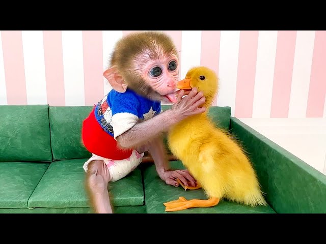 Baby Monkey Jic Jic abandoned was brought home by Dad to care for