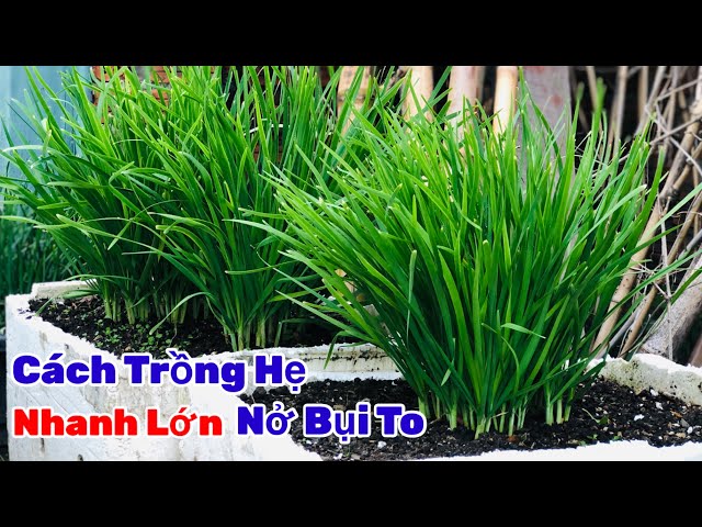 Cách Trồng Hẹ Nhanh Lớn,trồng một lần thu hoạch nhiều năm