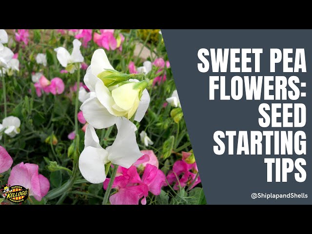 Sweet Pea Flowers: Seed Starting Tips