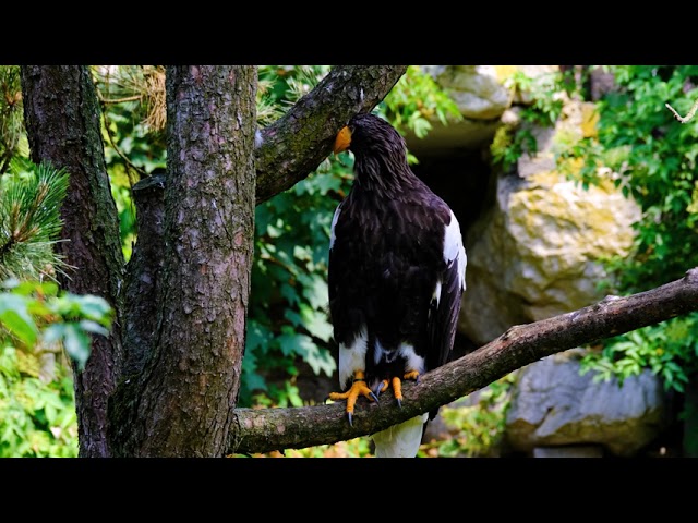 No Copyright Videos -Bird  -Beautiful Video Footage of Bird Lovers for Free - No Copyright Zone