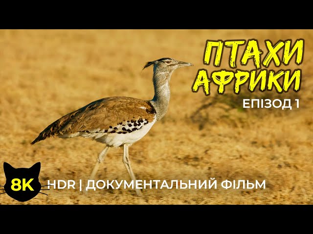 Екзотичні птахи Африки - 8K HDR Документальний фільм про дику природу - Частина 1