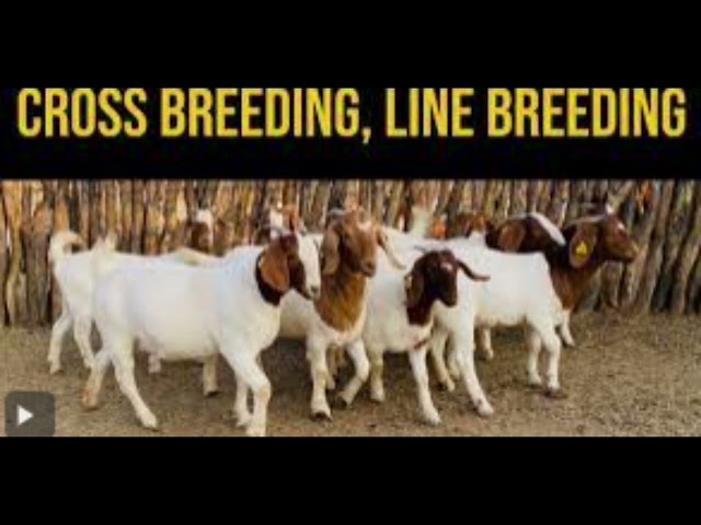 Goat Breeding Improved System- #goat farming