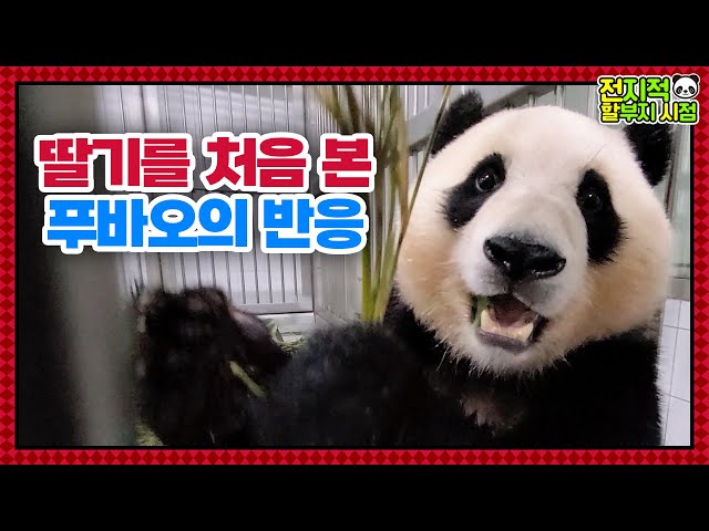 (SUB) Pandas Try Strawberry For The First Time In Their Life🍓│ Panda World🐼