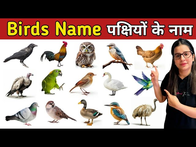 Birds Name | पक्षियों के नाम | Birds Name English to Hindi | Birds Pictures