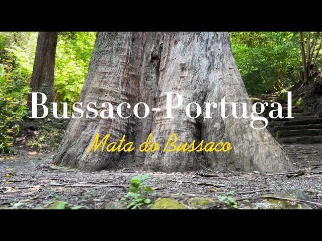 Mata do Bussaco, one of the most beautiful forests in Portugal.