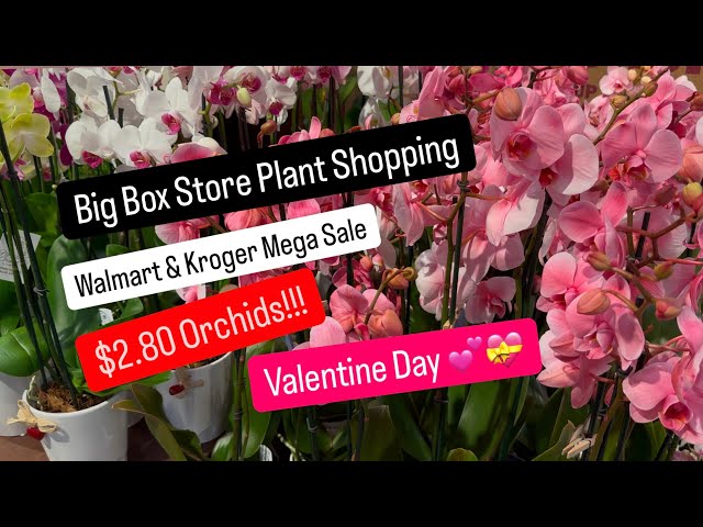 Big Box Store Plant Shopping Walmart and Kroger $2.80 SALE Orchids Valentine Day Gift Ideas Plants